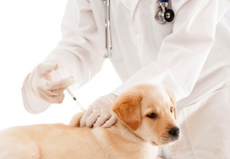 Вакцинация собак и кошек пройдет в Марфине 29 февраля