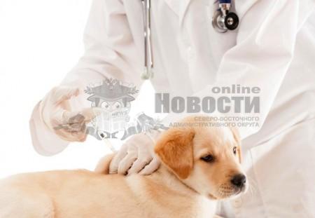 Вакцинация собак и кошек пройдет в Марфине 29 февраля