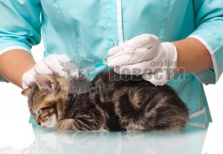 В Бибиреве 16 февраля проведут вакцинацию кошек и собак