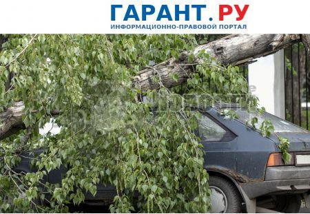 Дерево упало на автомобиль: УК должна доказать, что проводила обследование 