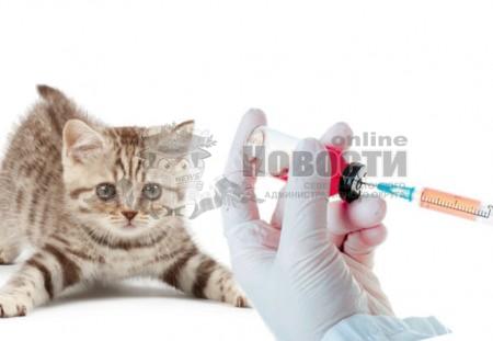 Вакцинация собак и кошек пройдет в Отрадном 16 февраля