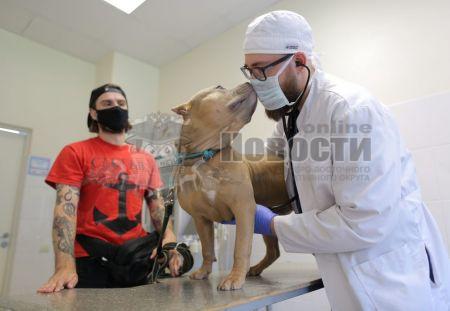 С помощью портала mos.ru можно записать животное на вакцинацию или вызвать ветеринара на дом